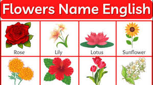 flowers name in english flower name