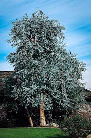 Also know as the silver dollar plant. Eucalyptus Tree For Sale Online The Tree Center
