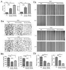 miR-373 suppresses gastric cancer metastasis by downregulating vimentin