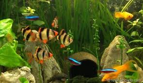 Tiger Barb Fish Types Keeping And Breeding Aquarium Fish