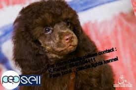 toy poodle puppies s in chennai