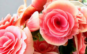 pink roses wallpaper desktop hd