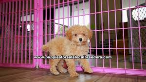 aprticot toy poodle puppies