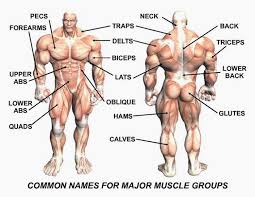 Bodybuilding Anatomy Chart Back Muscles Bodybuilding Anatomy