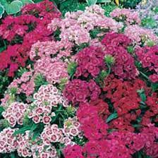 sweet william indian carpet mixed