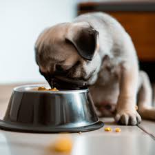 pug puppies perfect plate a guide to