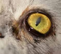 corneal ulcers in dogs and cats