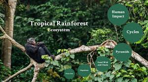 tropical rainforest ecosystem by norah