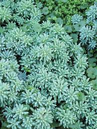 sedum blue carpet bluestone perennials