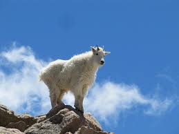 meandering mountain goats adept at life