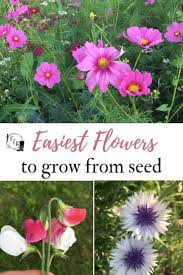 The ones that made my list start popping blooms in 60 to 70 days when grown under spring conditions, and they also tolerate light frost. Easy Flowers To Grow From Seed Family Food Garden Easiest Flowers To Grow Grow Flower Seeds Growing Seeds