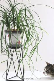 Non Toxic Indoor Plants For Cats A