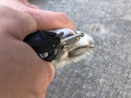 how to cut or grind your dog s nails