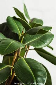 Check spelling or type a new query. Why Are My Rubber Plant Leaves Curling And How To Fix It Smart Garden Guide Rubber Plant Rubber Plant Care Ficus Elastica