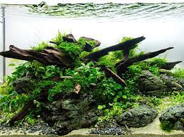 planted aquarium without co2