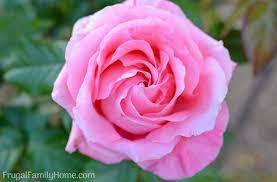 Caring For A Rose Bush Tips How To