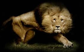 700 lion wallpapers wallpapers com