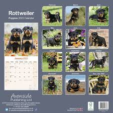 rottweiler pups wandkalender 2023
