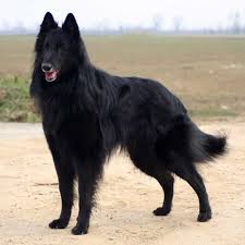 Both varieties have a double coat that sheds a little bit around the. Is A Black German Shepherd The Same As A Belgian Shepherd Quora