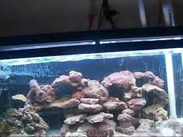 48 Reef Light 55 Gallon 216 Watts Aquarium T5ho Odyssea Youtube