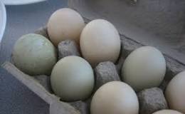 how-do-duck-eggs-taste