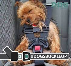 Dog Seat Belts And Safety Harnesses
