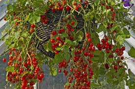 hanging basket tomatoes 8 best