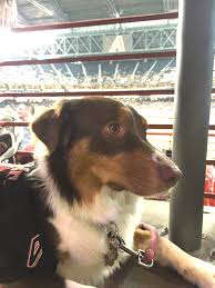 How To Take Your Dog To The Ball Game The Crafty Chica