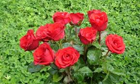 India To Admire The Rose Flowers
