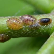Scale Insects Treatment How To Get Rid