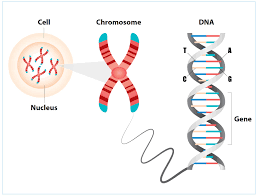 genetic testing