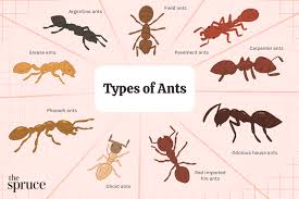 9 Types Of Ants And How To Get Rid Of