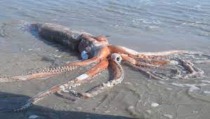 rare giant squid that washed up intact