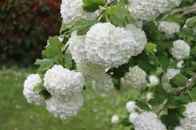 16 best fast growing shrubs and bushes