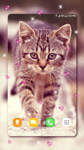 Anak Kucing Lucu Wallpaper for Android ...
