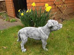 Staffordshire Bull Terrier Garden