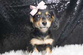 chamomile dachshund miniature puppy