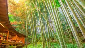 7 Best Japanese Gardens In Tokyo To