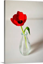 open red tulip in small glass vase on