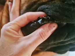 ps on dogs lips causes and