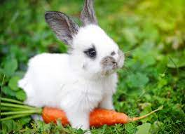Czym żywić króliki miniaturki?| maxandmrau.pl