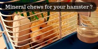 Mineral Chews For Hamsters