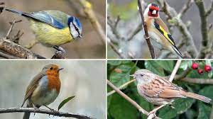 uk garden bird identification guide