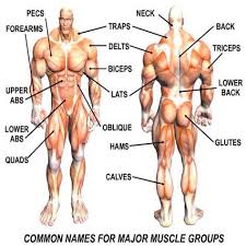 Muscle cells contain protein filaments of actin and myosin that slide past one another. Human Body Muscle Name Muscle Groups To Workout Workout Names Body Muscles Names