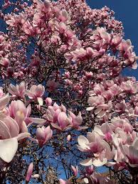 Saucer Magnolia | Yale Nature Walk