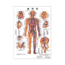 Vascular System Desk Sizes Plastic Plates Poster Human Chart Medical Chart Human Poster Human Anatomy Figure Human Figure Manipulative Equipment