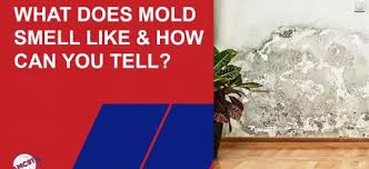 what does mold smell like how can you