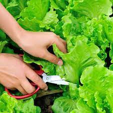 harvesting lettuce how to make yours