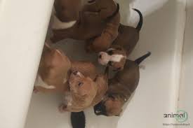 Pitsky puppies for sale michigan. Pit Puppies Dogs And Puppies On Animal Direct Pit Puppies Pets For Sale Dogs And Puppies