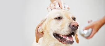 6 reasons your dog could be losing hair